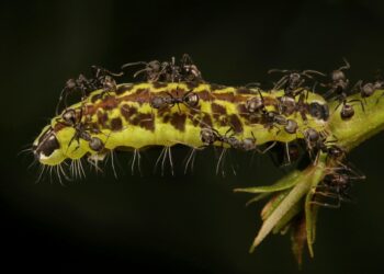 จากศัตรูสู่บอดี้การ์ด