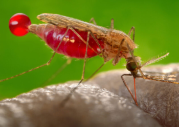 เงื้อมมือยมฑูต