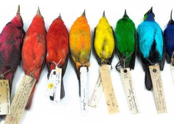 ดาร์วินพูดถูก! นกที่อาศัยอยู่ใกล้เส้นศูนย์สูตรมีสีสันมากกว่านกที่อยู่ใกล้ขั้วโลก