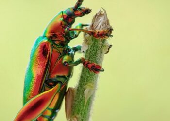 งานวิจัยเผย แมลงจู่โจมพืชมากขึ้นกว่าเมื่อก่อน