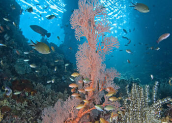 สามเหลี่ยมปะการัง ศูนย์กลางความหลากหลายทางชีวภาพทางน้ำแห่งมหาสมุทรแปซิฟิก