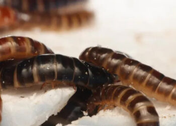 หนอนกินพลาสติกได้?! นักวิทย์พบ ‘หนอนนก’ สายพันธุ์ใหม่ที่ย่อยพลาสติกได้ อนาคตใหม่ของการจัดการขยะพลาสติก