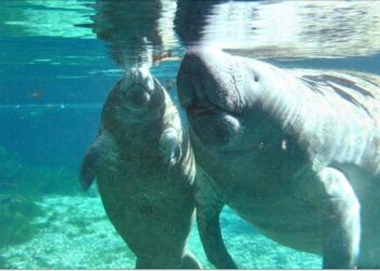 หายนะมาเยือน ? วิกฤตหญ้าทะเลไทยล้มตายกระทบพะยูนไทยเสี่ยงสูญพันธุ์