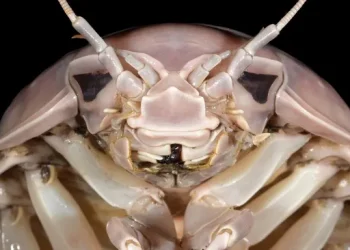 ใหญ่ไปไหน พบไอโซพอดสายพันธุ์ใหม่ของโลก รู้ตัวอีกทีก็เป็นอาหารจานเด็ดไปซะแล้ว