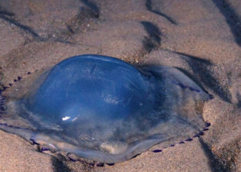 ฝรั่งเศสสั่งปิดเตาปฏิกรณ์ฉุกเฉิน เหตุแมงกะพรุนเข้าไปติดในปั้มหล่อเย็น