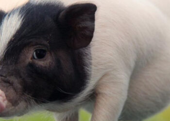 ข่าวใหญ่วงการแพทย์ : แพทย์สามารถปลูกถ่ายปอดหมูตัดต่อพันธุกรรมได้สำเร็จแล้ว