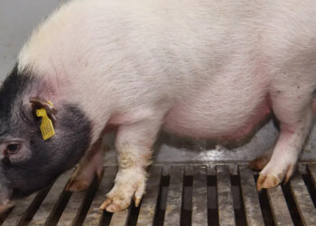 ชีวิตแลกชีวิต ตับหมูที่ผ่านการตัดต่อพันธุกรรมสามารถปลูกถ่ายในมนุษย์ได้สำเร็จ