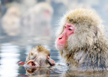 ทฤษฎีพลิกวงการ : งานวิจัยใหม่ชี้ ‘ไพรเมต’ มาจากทวีปอเมริกาเหนือ