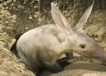 ใคร ๆ ก็อยากกินมด? วิจัยเผยสัตว์เลี้ยงลูกด้วยน้ำนมพยายามเป็นตัวกินมดมากกว่า 12 ครั้งในอดีต