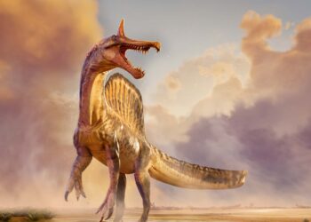 ไดโนเสาร์สายพันธุ์ใหม่คาดเป็นสายพันธุ์ย่อยของสไปโนซอรัส